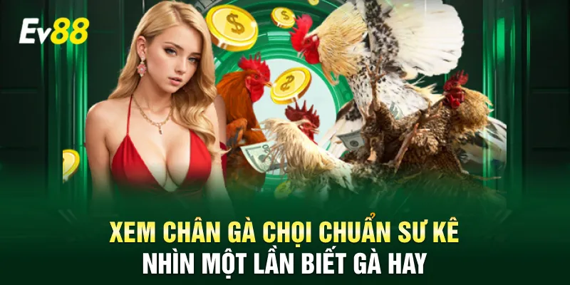 Xem chân gà chọi